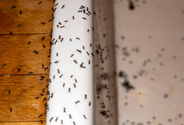 Wasp Removal Services in Pennville, PA